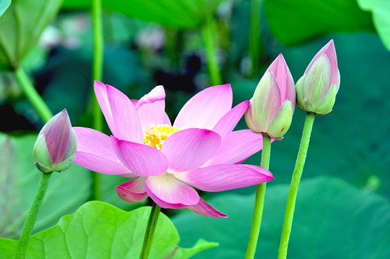 莲花.jpeg 莲花.jpeg
